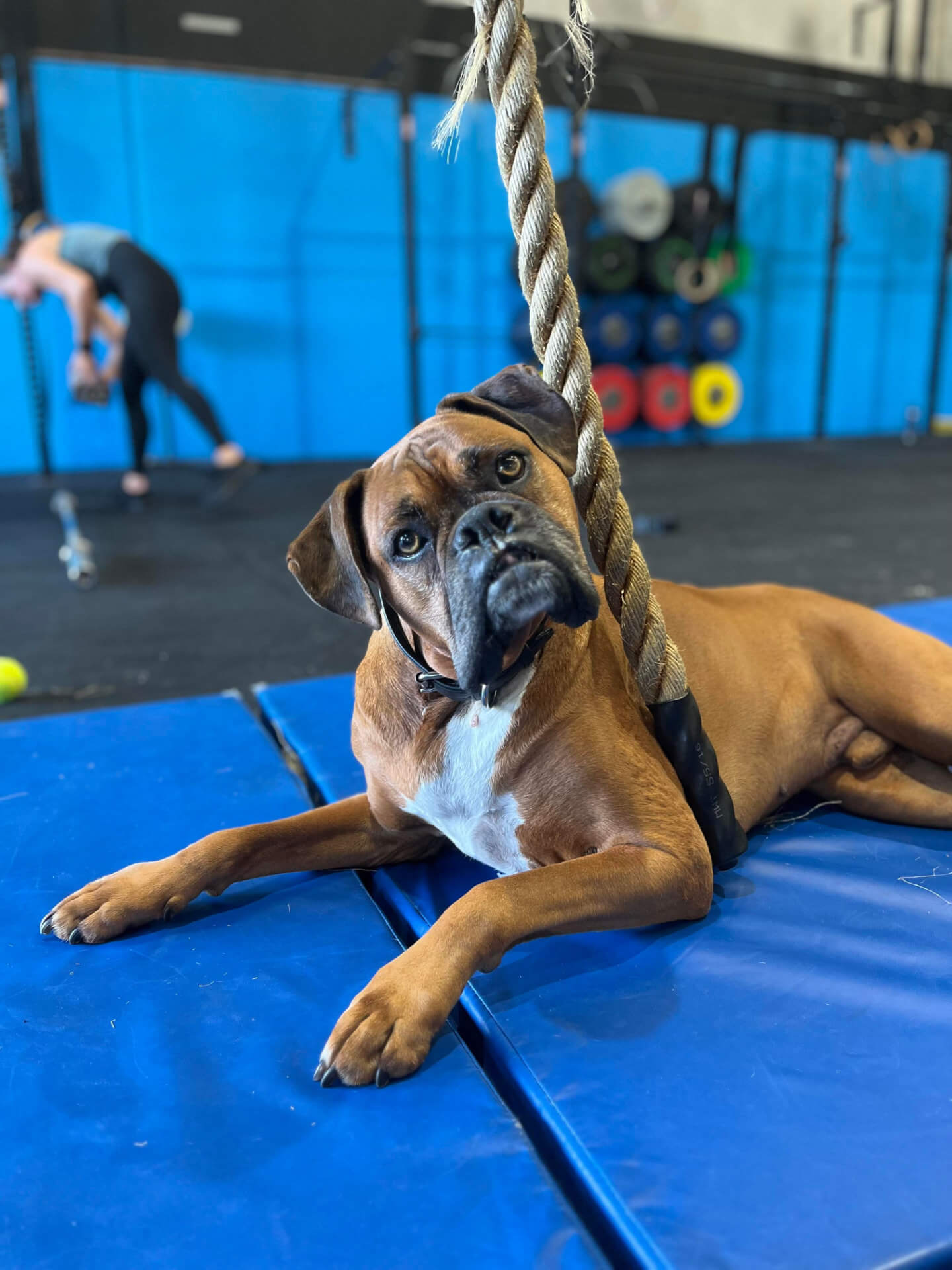Open Gym at Niche CrossFit