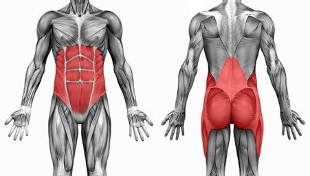 The ‘core’ and its relation to lower back pain | Niche Crossfit