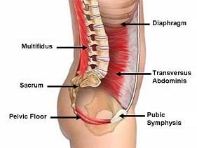 The truth about “core” training | Niche Crossfit